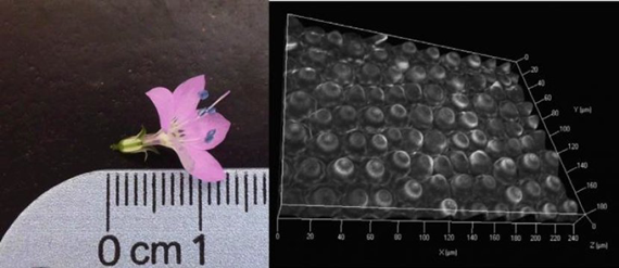 花瓣裂片显微图像