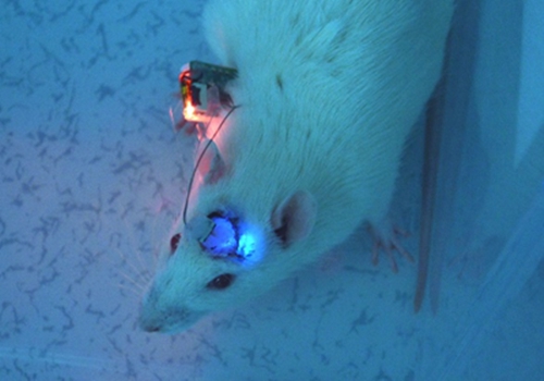 光刺激器用于小动物脑功能调控