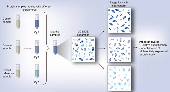 双向荧光差异凝胶电泳DIGE