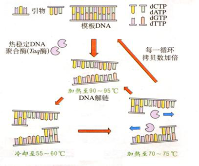 聚合酶链式反应PCR